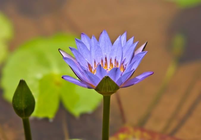 藍蓮花花語：凈土之花與生命重生的啟示