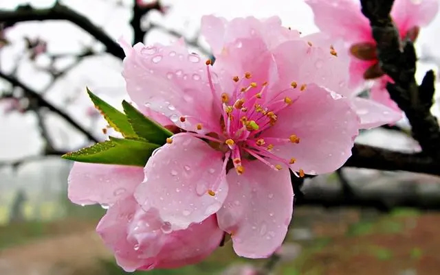 春日花語：櫻花與桃花的風情你偏愛哪一種？