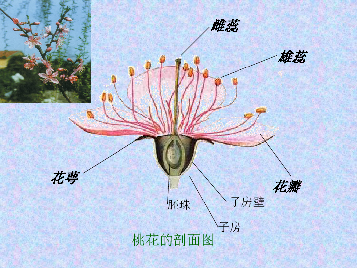 桃花知識百科：桃花怎么分辨雌蕊和雄蕊