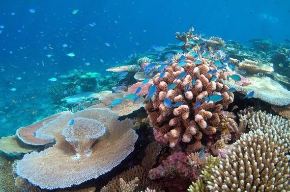 珊瑚知識全解及保護手冊：珍愛海洋生態(tài)，從我做起