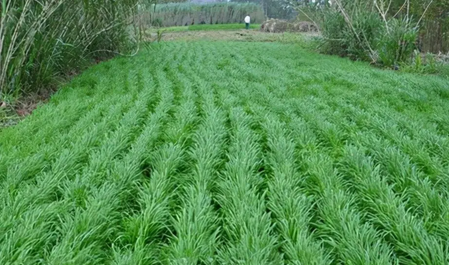 黑麥草-綠色養殖的明星—種植方法與季節選擇攻略