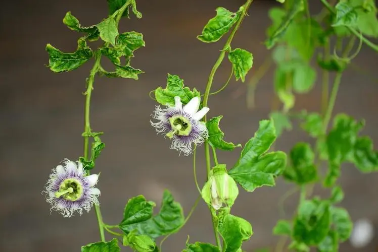 西番蓮的美麗與養(yǎng)護(hù)：打造家中花園的明星花卉