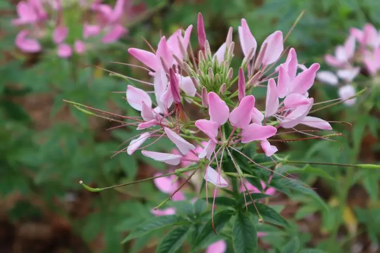 醉蝶花花語：送上一束醉蝶花，贊美神秘與勇氣