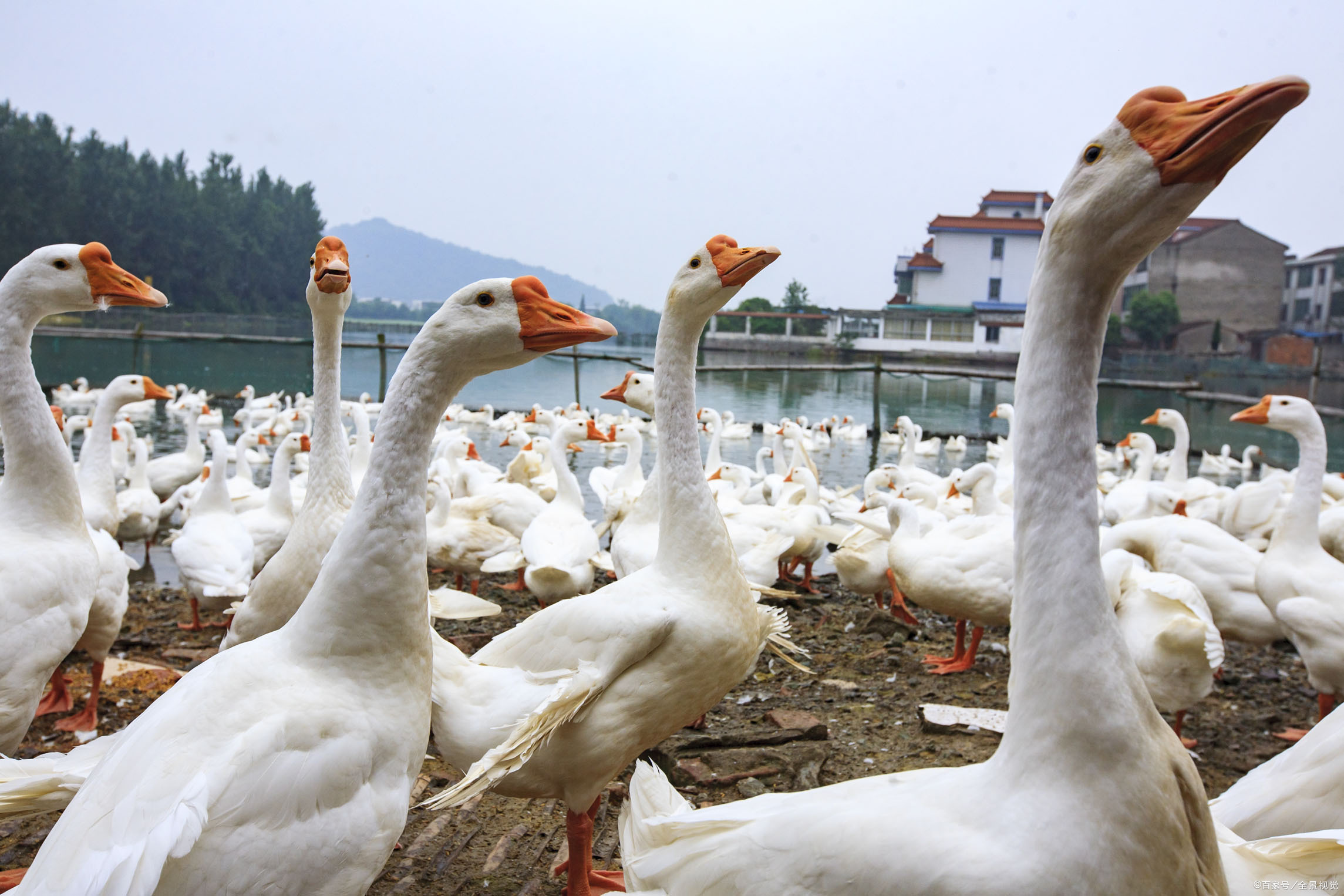 最新秋季養鴨驅蟲防疫方案，健康養殖高效益