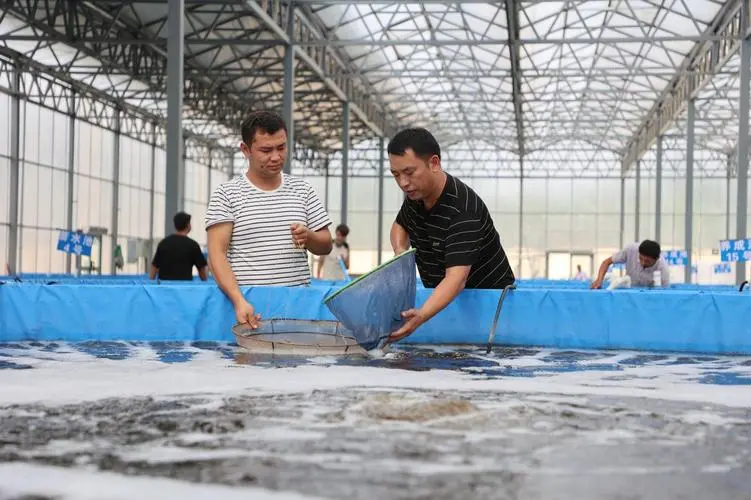 養殖新風：南美白對蝦工廠化養殖技術詳解與實戰指南