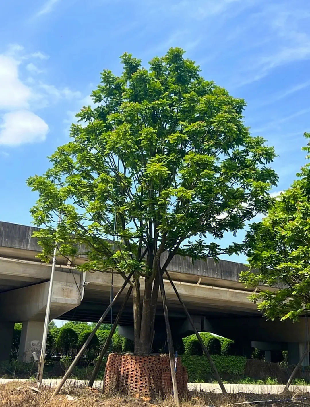 麻楝樹：生態(tài)與文化交織的綠色傳奇