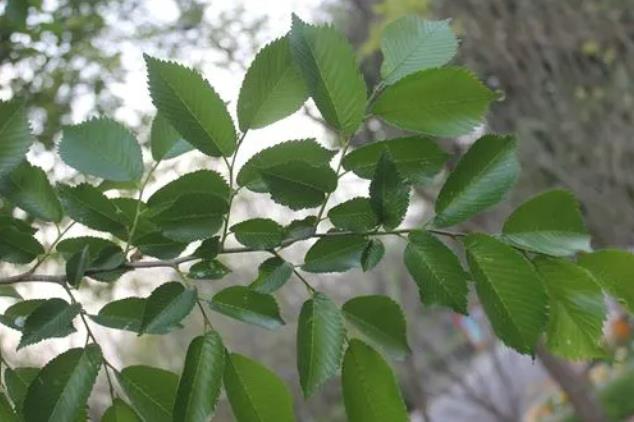 山榆-綠色生態(tài)的守護者與經(jīng)濟價值的源泉