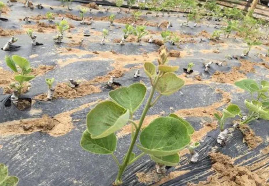 獼猴桃果苗什么時候可以種植，豐收從種植黃金時機開始