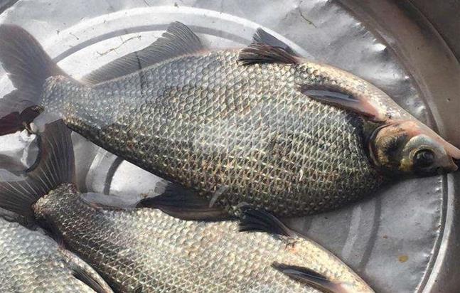 科技賦能鳊魚養殖，打造綠色高效人工養殖模式