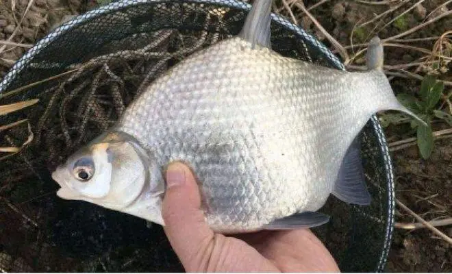 科技賦能鳊魚養殖，打造綠色高效人工養殖模式