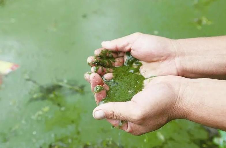 守護漁業安全紅線：藍藻水華的危害與防治策略解析