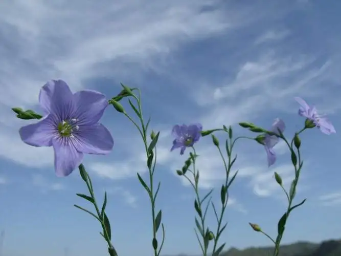 胡麻花不僅是山野之花，盆栽也能養出風景