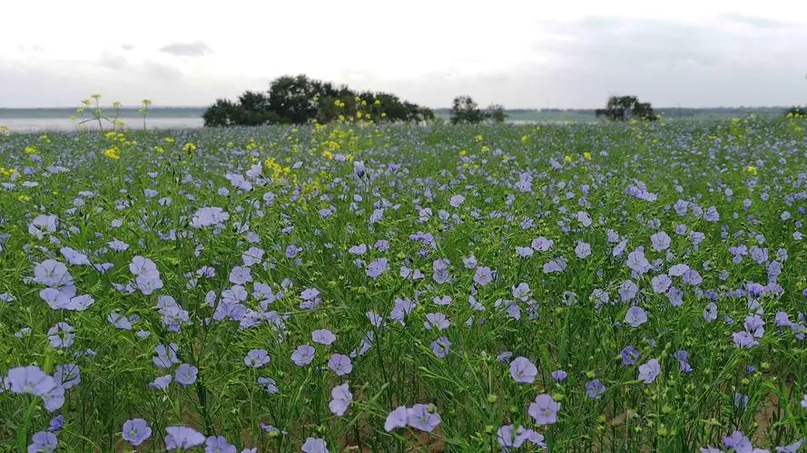 胡麻花不僅是山野之花，盆栽也能養出風景