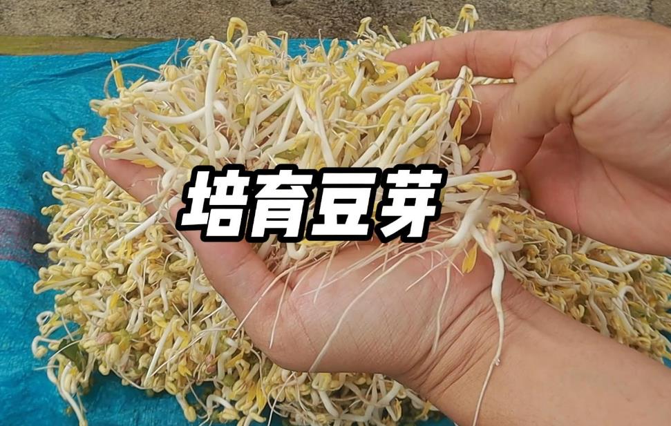 <b>豆芽家庭DIY速培發芽制作視頻教程分享</b>