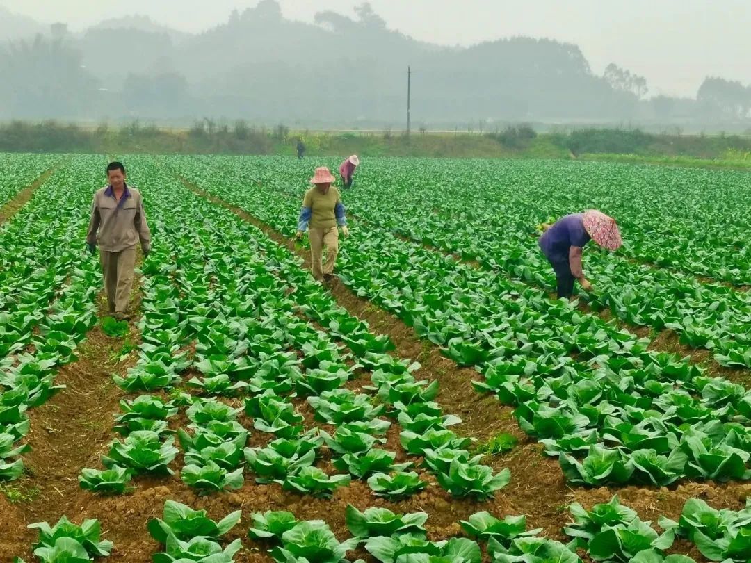 科學(xué)施肥讓卷心菜又大又緊不是夢（附視頻講解）