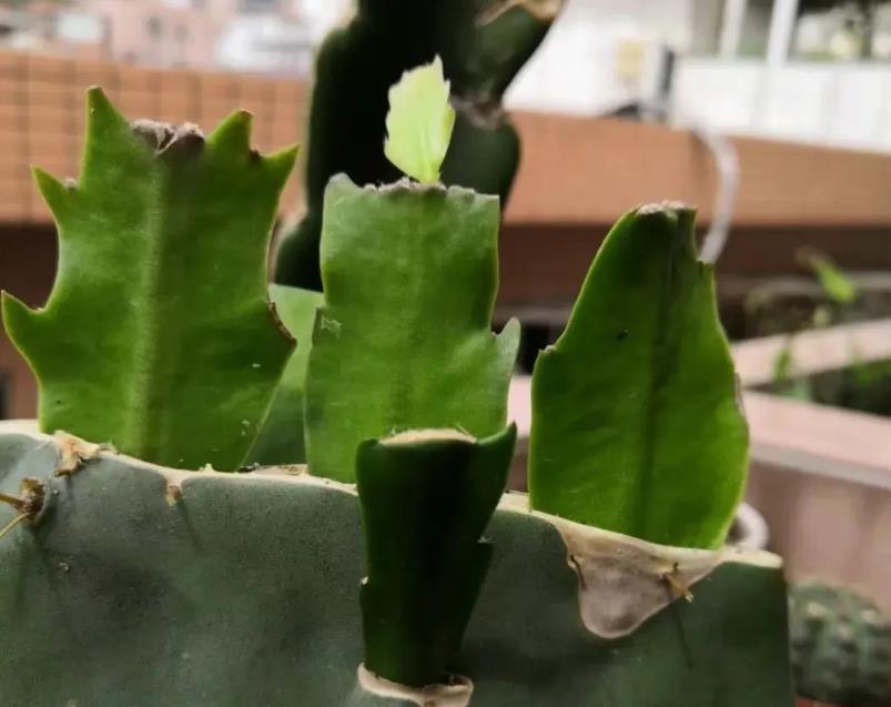 獨一無二的園藝景觀，仙人掌能嫁接什么花卉植物