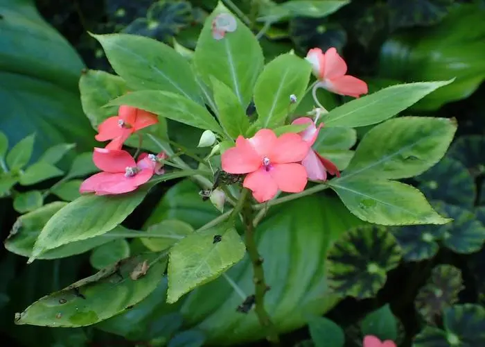 家中養花新選擇：風信子優雅，鳳仙花易養，你pick哪一款？