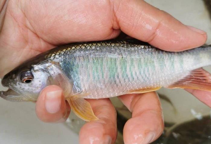 馬口魚生長習性特點與人工養殖方法介紹