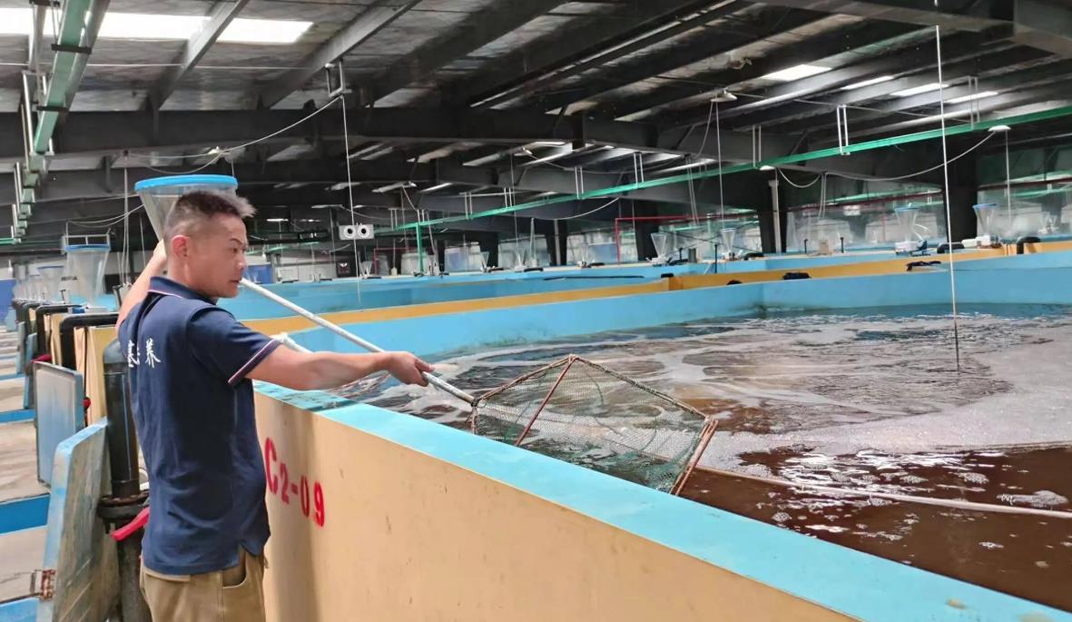 馬口魚生長習性特點與人工養殖方法介紹