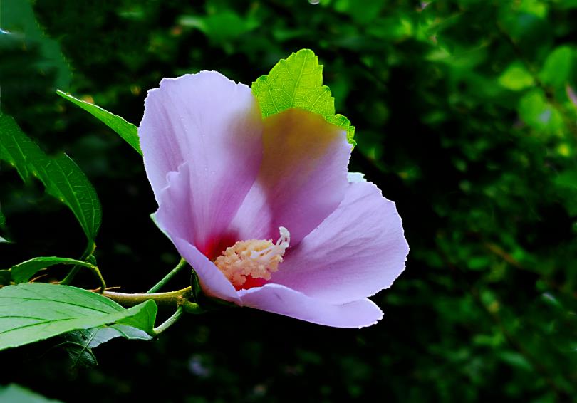 <b>木槿花開遍兩國：韓國與馬來西亞的國花情緣</b>