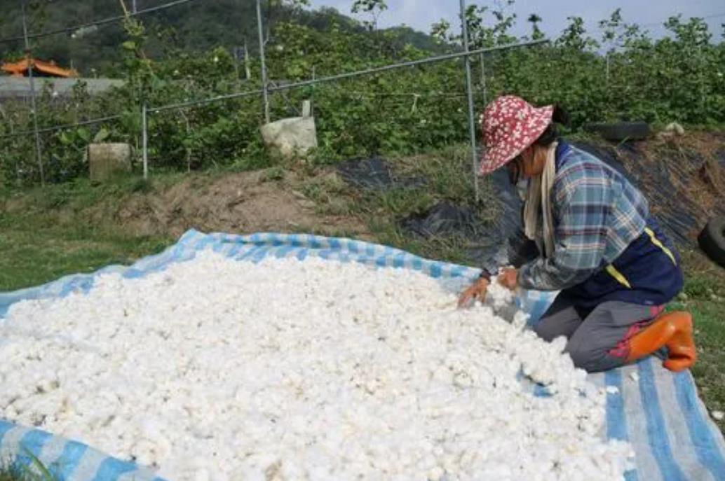 棉花的用途除了做織物還有什么用途價值