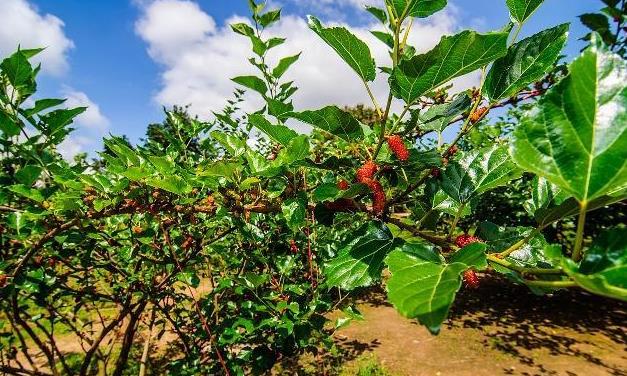 土壤到光照，了解桑果樹的種植生長條件