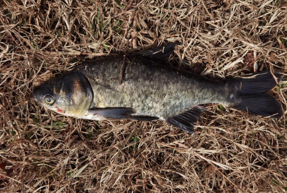 鰱鳙魚生長環境條件是什么，鰱鳙魚的特點介紹