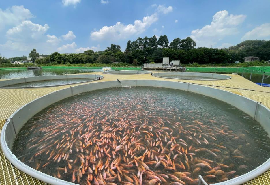 破解漁業養殖難題-魚類腸炎病癥表現、原因和新技術防治方案