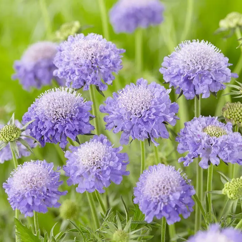 藍盆花長什么樣，養護技巧助您打造藍色花海