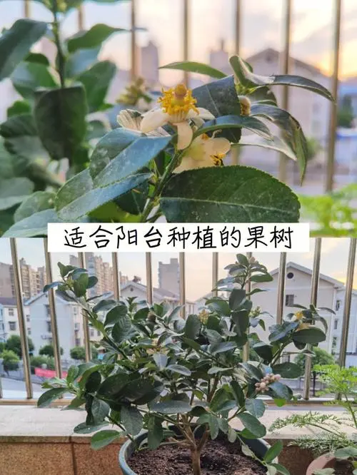 檸檬樹(shù)苗種植多久長(zhǎng)多大可以結(jié)果