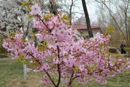 櫻花樹開花后會結(jié)果實嗎