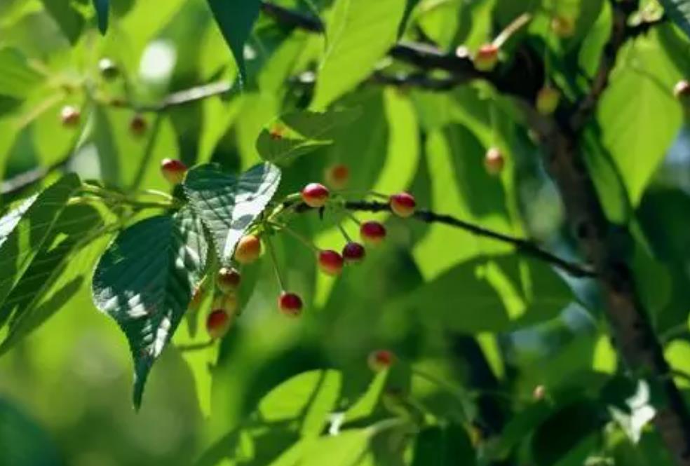 櫻花樹開花后會結(jié)果實嗎