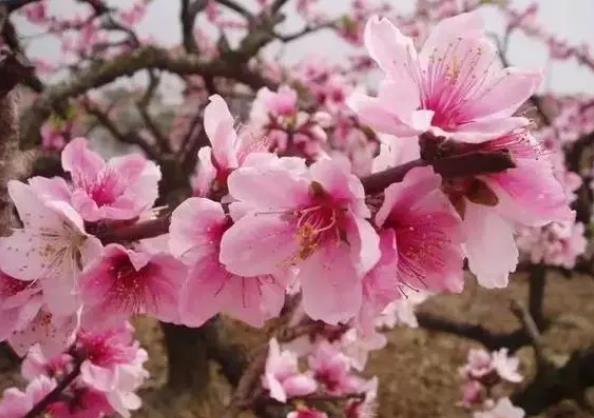 春日花事多-和桃花一起開花的有哪些植物