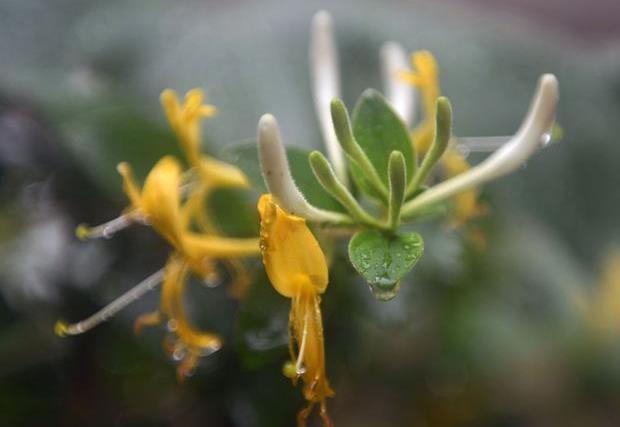 <b>金銀花是木本還是草本植物，它能長多大多高</b>