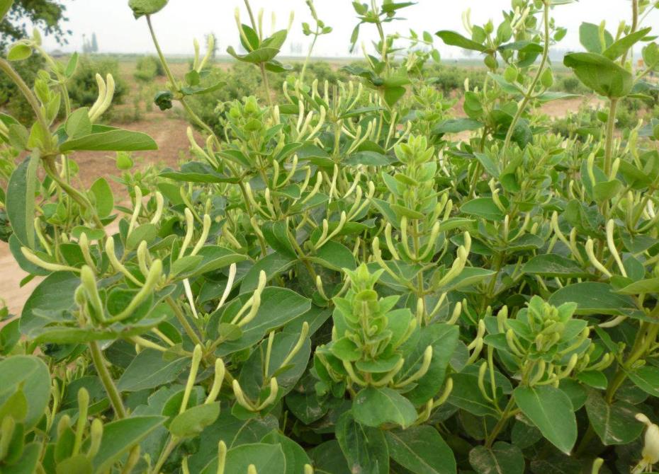 金銀花是木本還是草本植物，它能長多大多高