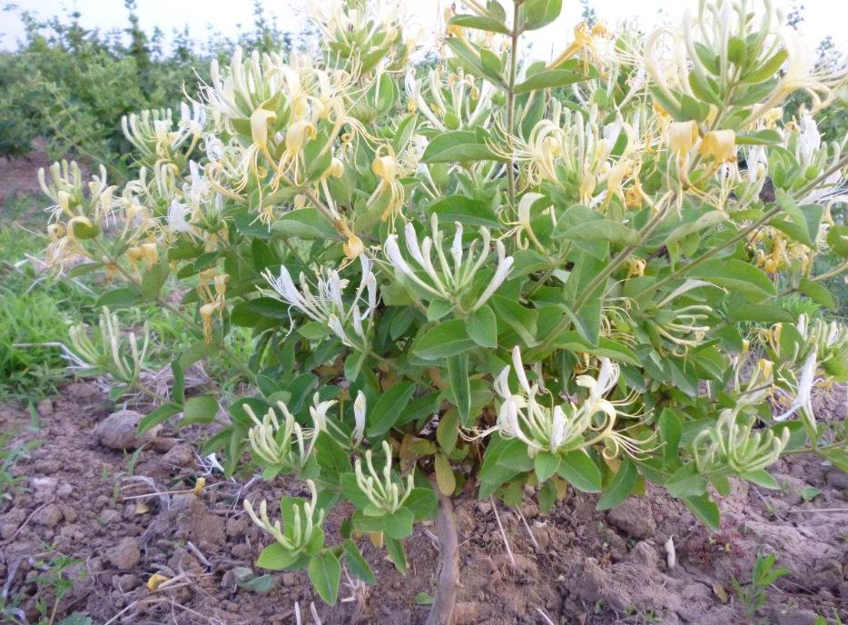 金銀花是木本還是草本植物，它能長多大多高