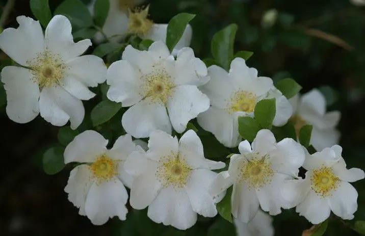 金櫻子開花有香味嗎，它吸引蜜蜂嗎