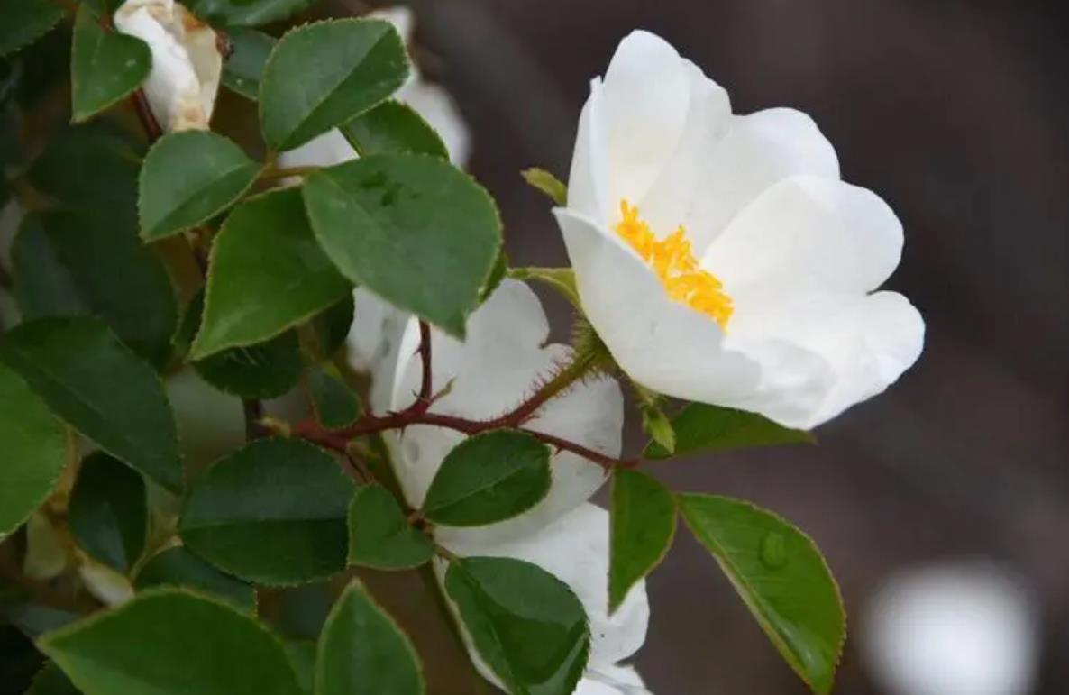 金櫻子開花有香味嗎，它吸引蜜蜂嗎