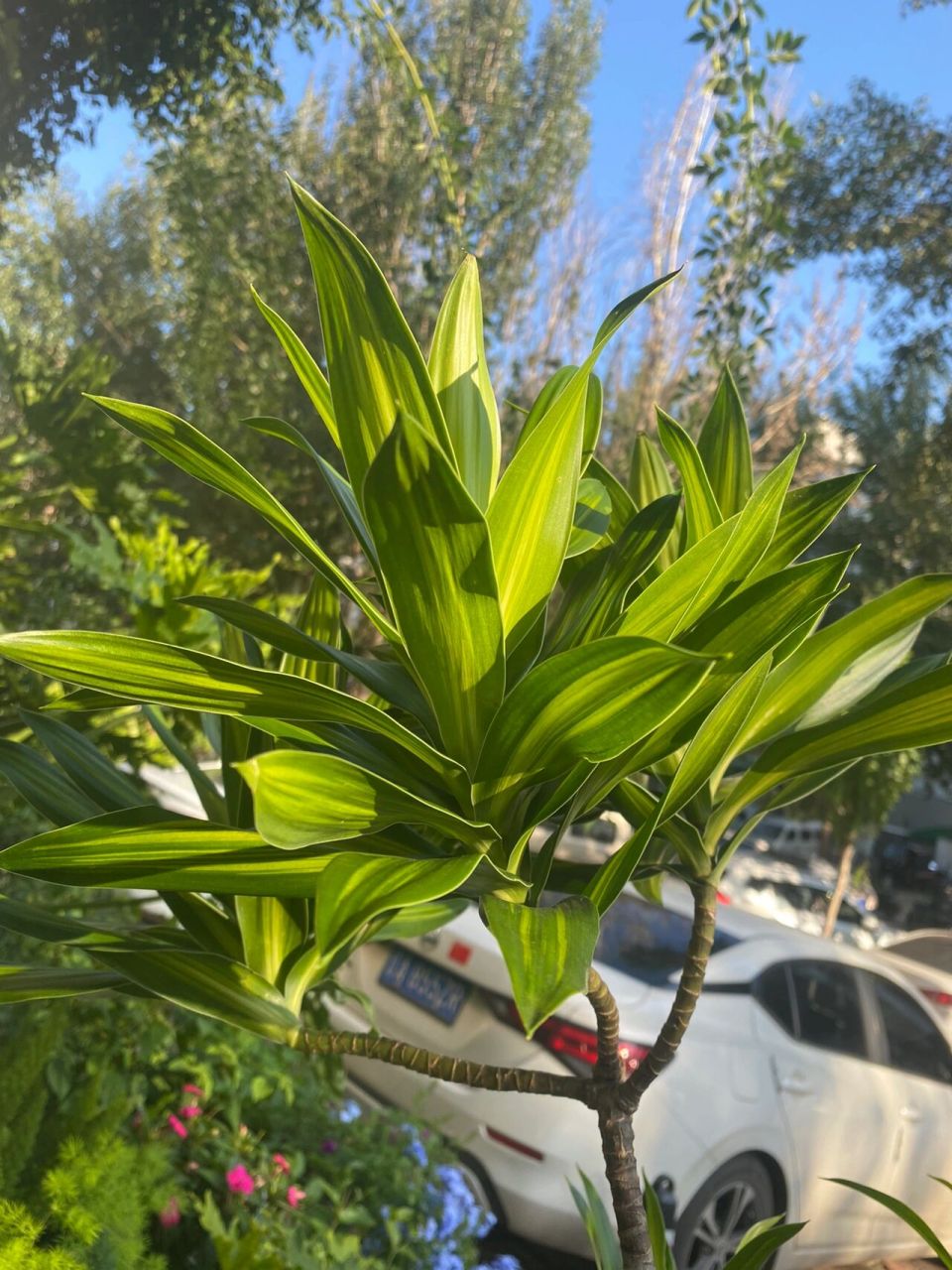 百合竹的花語和象征意義，和諧吉祥的綠色使者