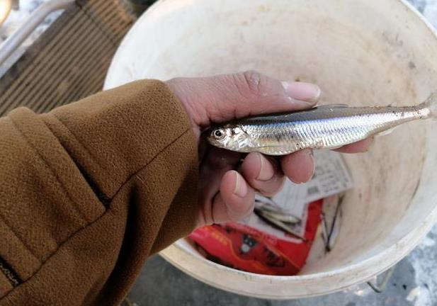 探尋中華小公魚：中國特有魚種的生長環(huán)境與特性