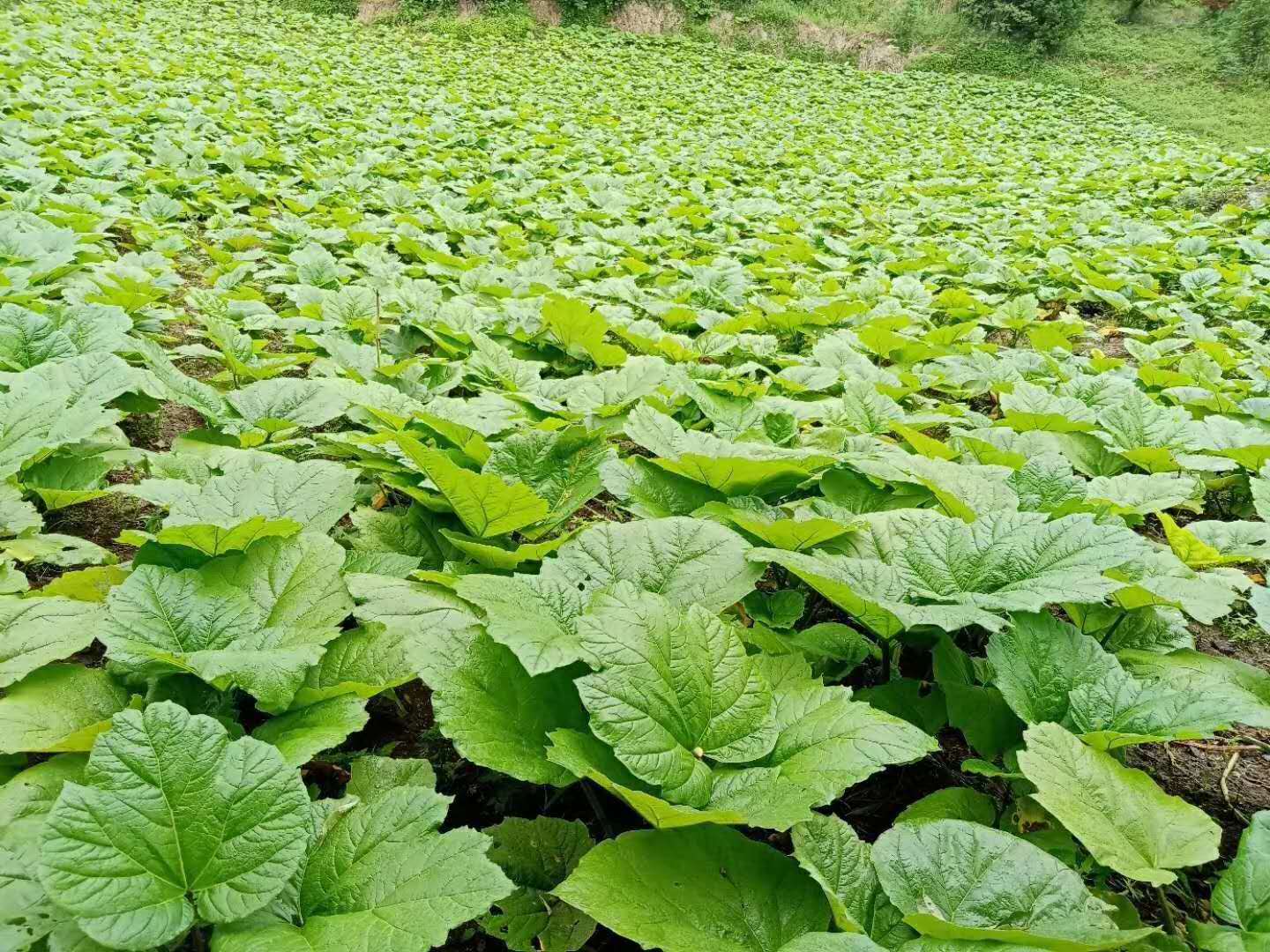 大黃的藥用價值與人工種植技術指南