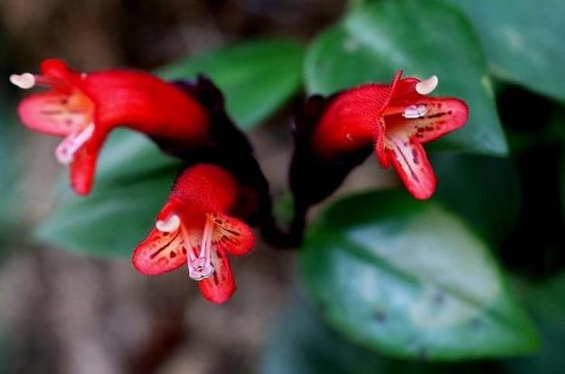 口紅花養殖攻略-光照、溫度、濕度與土壤要求詳解