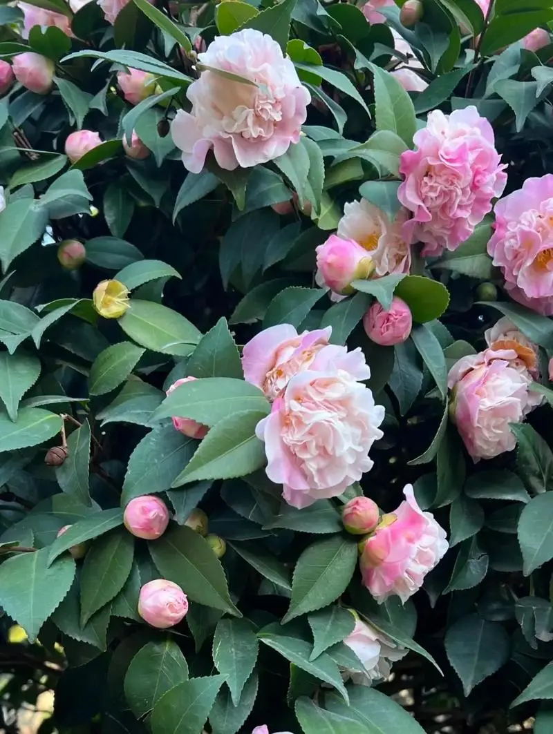 冬季花卉之星-茶花的香味、特點與價值