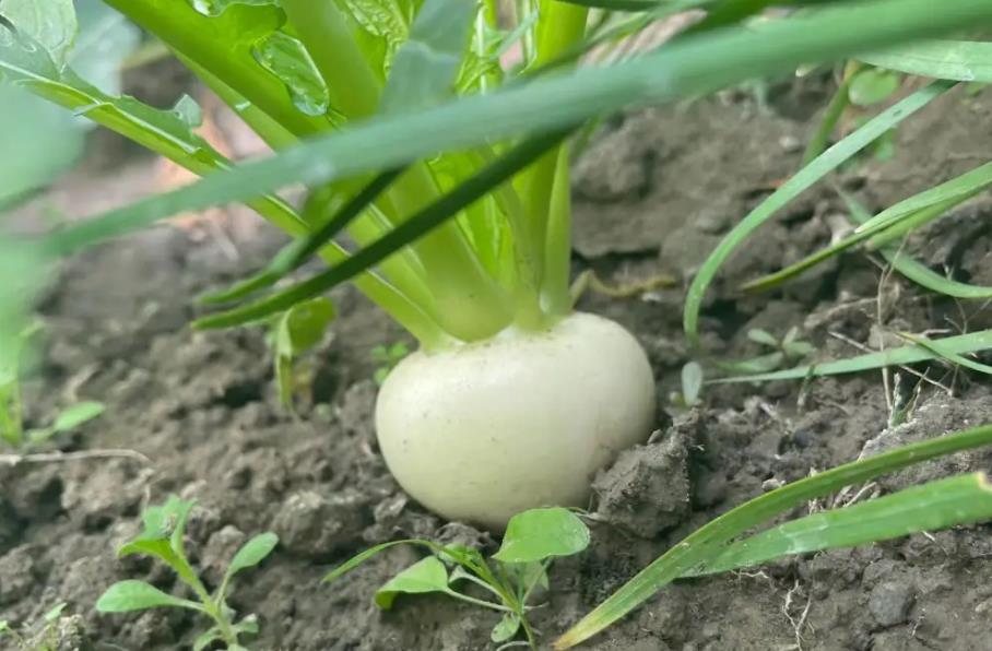 低卡高纖蔬菜-蕪菁的吃法與營養價值