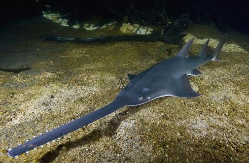 鋸魚(yú)探秘：獨(dú)特“鋸子”吻部的海洋奇魚(yú)及價(jià)值