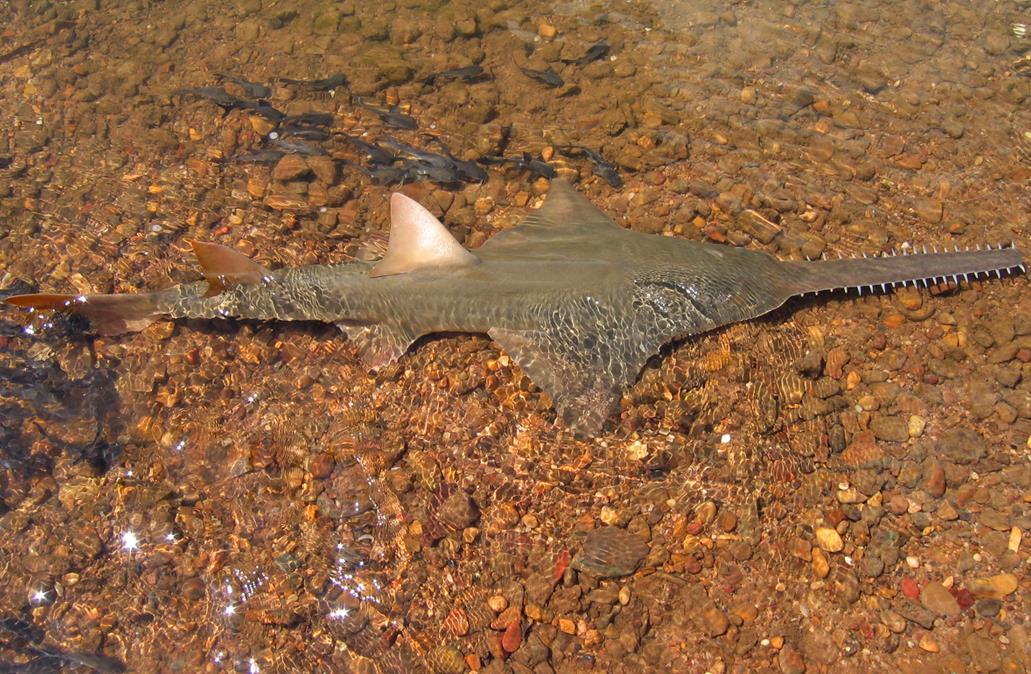 鋸魚探秘：獨特“鋸子”吻部的海洋奇魚及價值