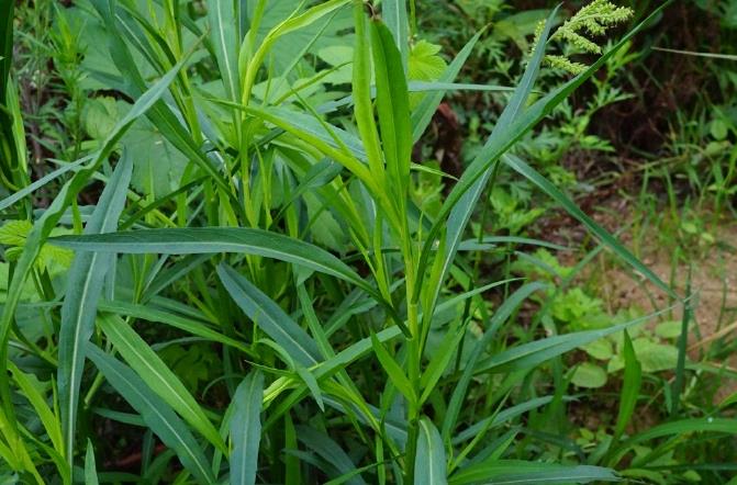 鉆葉紫菀-菊科植物中的‘生態(tài)戰(zhàn)士’與特點(diǎn)價(jià)值