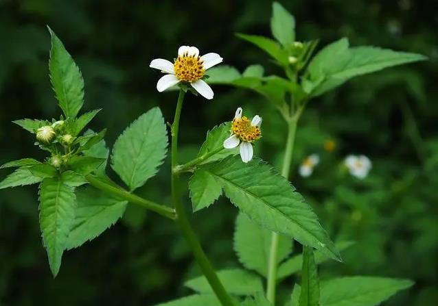 白花鬼針草-入侵植物的危害挑戰與藥用價值