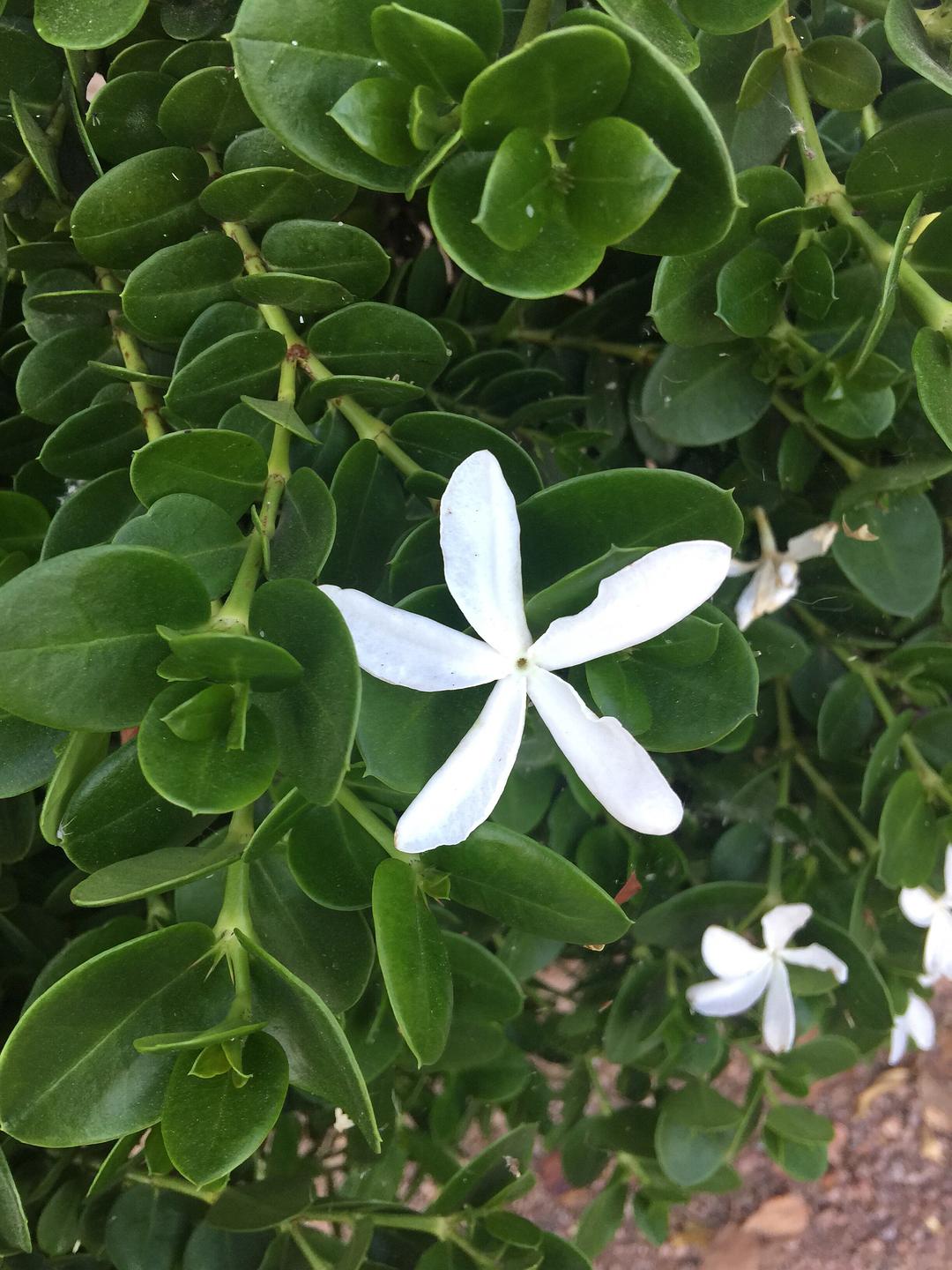 花期長、易養護-大花假虎刺的特點與室內養殖技巧