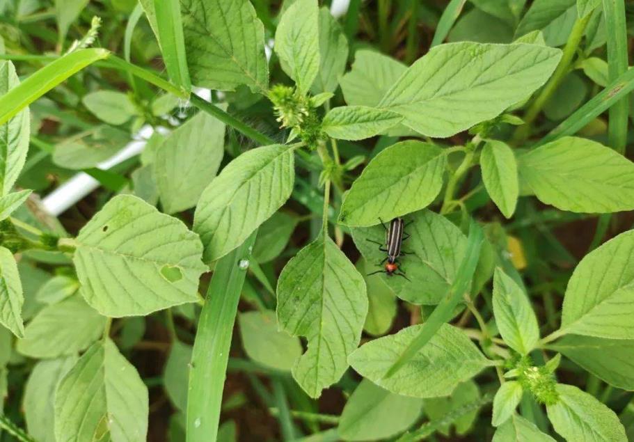 長芒莧-入侵植物界的‘草霸’，特征與危害詳解